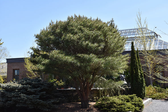 Pinus densiflora 'Umbraculifera/Tanyosho' (Japanese Umbrella Pine)