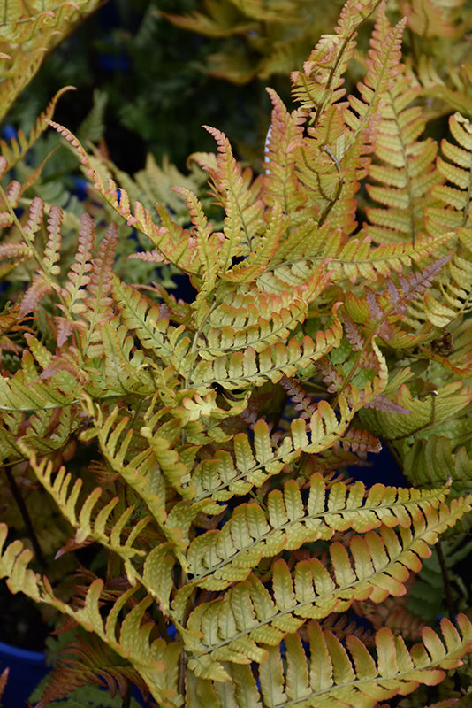 Dryopteris erythrosora 'Brilliance' (Brilliance Autumn Fern)