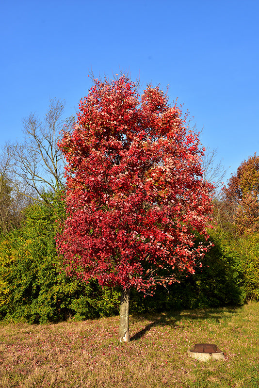 Acer rubrum 'Autumn Flame' (Red Maple)