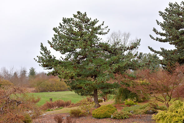 Pinus parviflora 'Glauca' (Blue Japanese Pine)