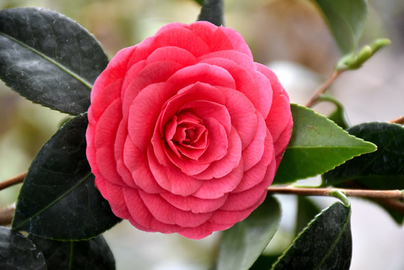 Camellia japonica 'Colonel Firey'