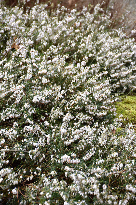 Erica carnea 'Schneekuppe' (Schneekuppe Heath)