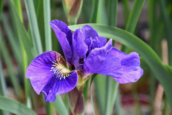 Iris sibirica 'Concord Crush'