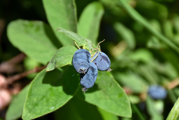 Lonicera caerulea 'Tundra' (Tundra Honeyberry)