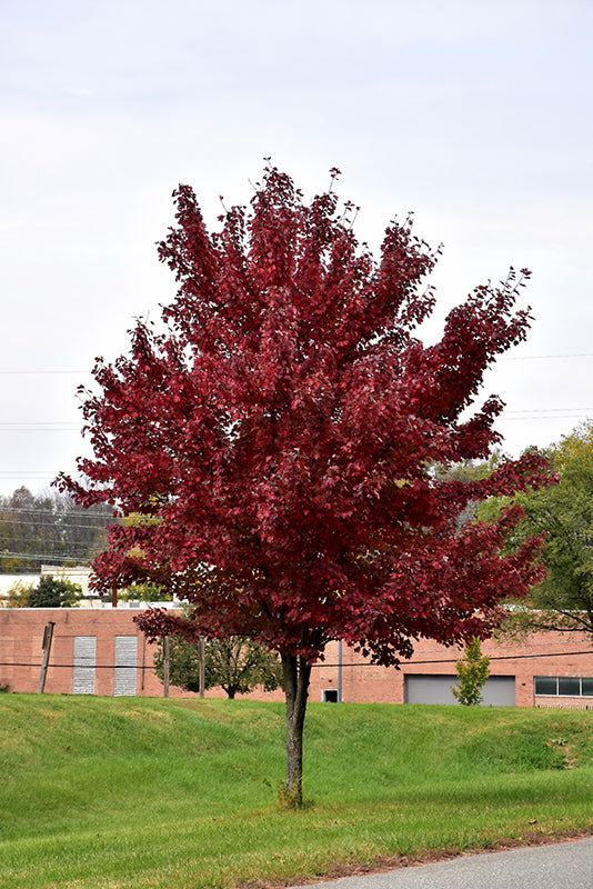 Acer rubrum 'Brandywine' (Red Maple)