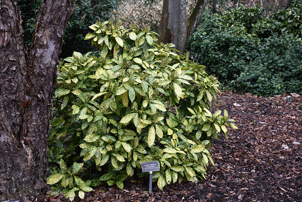 Aucuba japonica 'Crotonifolia' (Japanese Laurel)