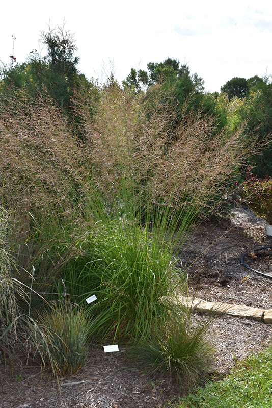 Molinia caerulea 'Skyracer' (Moor Grass)